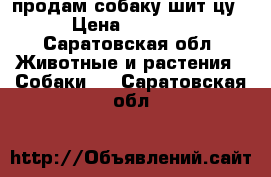 продам собаку шит-цу › Цена ­ 5 000 - Саратовская обл. Животные и растения » Собаки   . Саратовская обл.